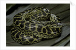 Eunectes notaeus (yellow anaconda) by Anonymous