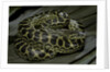 Eunectes notaeus (yellow anaconda) by Anonymous