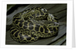 Eunectes notaeus (yellow anaconda) by Anonymous