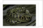 Eunectes notaeus (yellow anaconda) by Anonymous