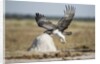 Martial Eagle, Nxai Pan National Park, Botswana by Anonymous