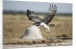 Martial Eagle, Nxai Pan National Park, Botswana by Anonymous