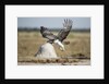 Martial Eagle, Nxai Pan National Park, Botswana by Anonymous
