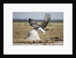 Martial Eagle, Nxai Pan National Park, Botswana by Anonymous