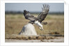 Martial Eagle, Nxai Pan National Park, Botswana by Anonymous
