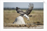 Martial Eagle, Nxai Pan National Park, Botswana by Anonymous