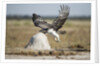 Martial Eagle, Nxai Pan National Park, Botswana by Anonymous