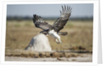 Martial Eagle, Nxai Pan National Park, Botswana by Anonymous