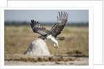 Martial Eagle, Nxai Pan National Park, Botswana by Anonymous