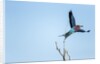 Lilac Breasted Roller, Moremi Game Reserve, Botswana by Anonymous