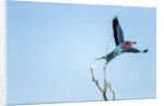 Lilac Breasted Roller, Moremi Game Reserve, Botswana by Anonymous