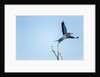 Lilac Breasted Roller, Moremi Game Reserve, Botswana by Anonymous