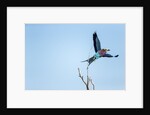 Lilac Breasted Roller, Moremi Game Reserve, Botswana by Anonymous