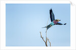 Lilac Breasted Roller, Moremi Game Reserve, Botswana by Anonymous