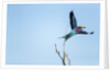 Lilac Breasted Roller, Moremi Game Reserve, Botswana by Anonymous