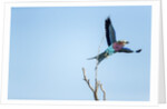 Lilac Breasted Roller, Moremi Game Reserve, Botswana by Anonymous