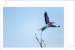 Lilac Breasted Roller, Moremi Game Reserve, Botswana by Anonymous