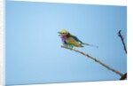 Lilac Breasted Roller, Chobe National Park, Botswana by Anonymous