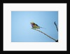 Lilac Breasted Roller, Chobe National Park, Botswana by Anonymous