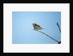 Lilac Breasted Roller, Chobe National Park, Botswana by Anonymous