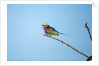 Lilac Breasted Roller, Chobe National Park, Botswana by Anonymous