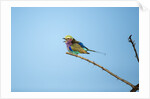 Lilac Breasted Roller, Chobe National Park, Botswana by Anonymous