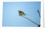 Lilac Breasted Roller, Chobe National Park, Botswana by Anonymous