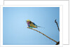 Lilac Breasted Roller, Chobe National Park, Botswana by Anonymous