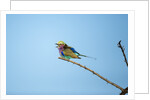 Lilac Breasted Roller, Chobe National Park, Botswana by Anonymous