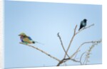Lilac Breasted Roller and Burchellâ€™s Starling, Botswana by Anonymous