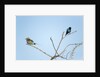 Lilac Breasted Roller and Burchellâ€™s Starling, Botswana by Anonymous