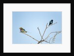 Lilac Breasted Roller and Burchellâ€™s Starling, Botswana by Anonymous