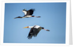 Yellow Billed Storks, Moremi Game Reserve, Botswana by Anonymous