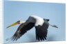 Yellow Billed Stork, Moremi Game Reserve, Botswana by Anonymous