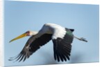 Yellow Billed Stork, Moremi Game Reserve, Botswana by Anonymous