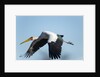 Yellow Billed Stork, Moremi Game Reserve, Botswana by Anonymous