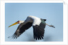 Yellow Billed Stork, Moremi Game Reserve, Botswana by Anonymous