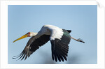 Yellow Billed Stork, Moremi Game Reserve, Botswana by Anonymous