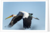 Yellow Billed Stork, Moremi Game Reserve, Botswana by Anonymous