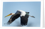 Yellow Billed Stork, Moremi Game Reserve, Botswana by Anonymous