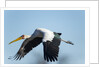 Yellow Billed Stork, Moremi Game Reserve, Botswana by Anonymous