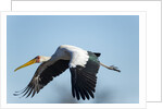 Yellow Billed Stork, Moremi Game Reserve, Botswana by Anonymous
