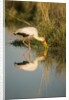 Yellow Billed Stork, Moremi Game Reserve, Botswana by Anonymous