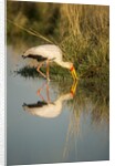 Yellow Billed Stork, Moremi Game Reserve, Botswana by Anonymous