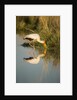 Yellow Billed Stork, Moremi Game Reserve, Botswana by Anonymous