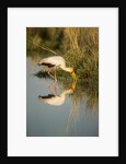 Yellow Billed Stork, Moremi Game Reserve, Botswana by Anonymous