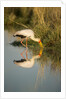 Yellow Billed Stork, Moremi Game Reserve, Botswana by Anonymous