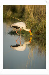 Yellow Billed Stork, Moremi Game Reserve, Botswana by Anonymous