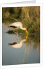 Yellow Billed Stork, Moremi Game Reserve, Botswana by Anonymous
