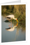 Yellow Billed Stork, Moremi Game Reserve, Botswana by Anonymous